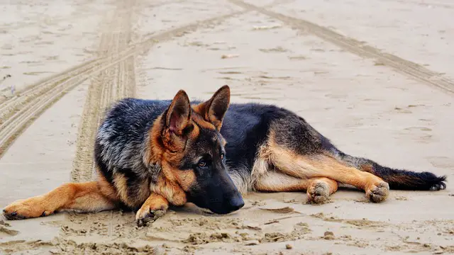 german shepherd on beach