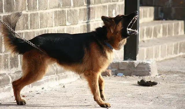 german shepherd on chains