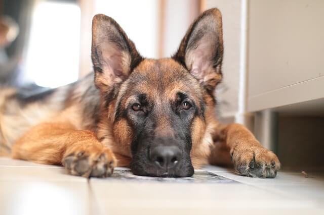 german-shepherd on floor