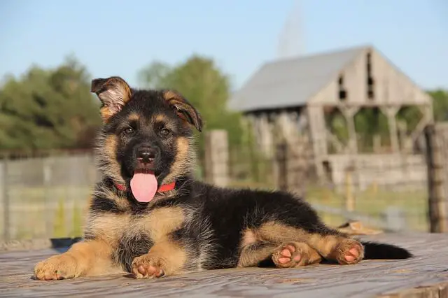 german-shepherd puppy
