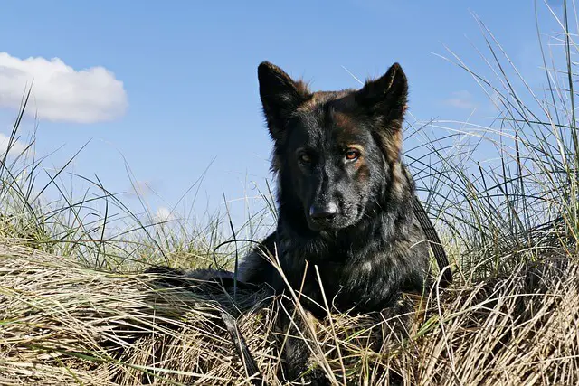 german-shepherd puppy outside