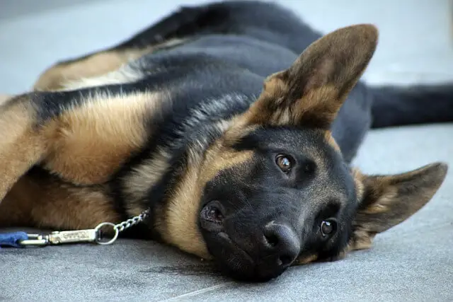 german shepherd puppy