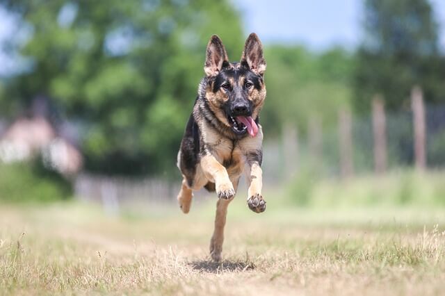 german shepherd running