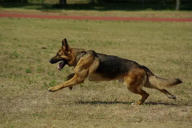 german-shepherd running