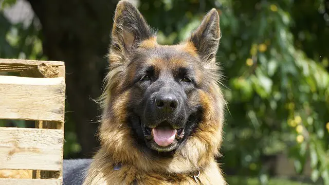 German Shepherd