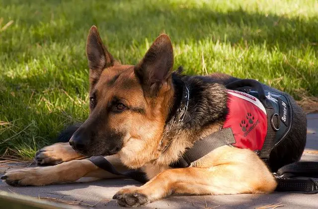 cane di servizio pastore tedesco