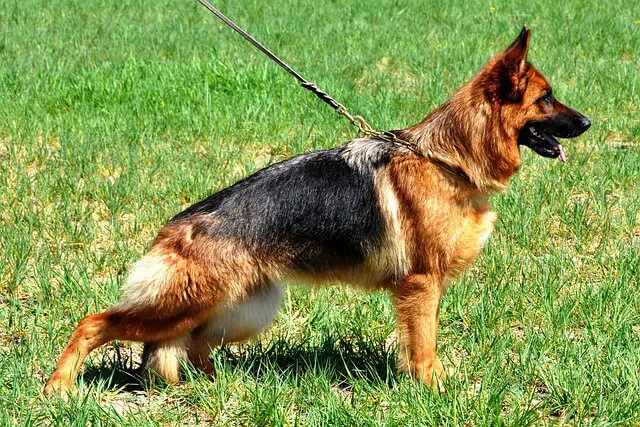 german shepherd stance