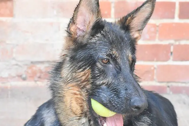 german shepherd with a ball