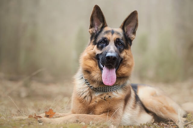 german shepherd