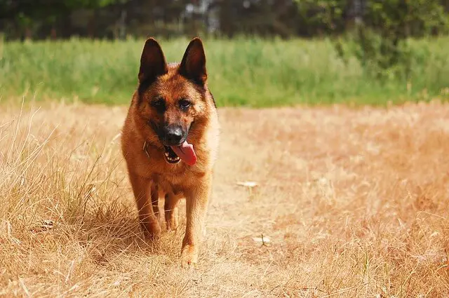 german shepherd