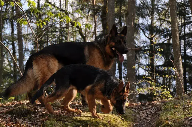 german-shepherds in woods