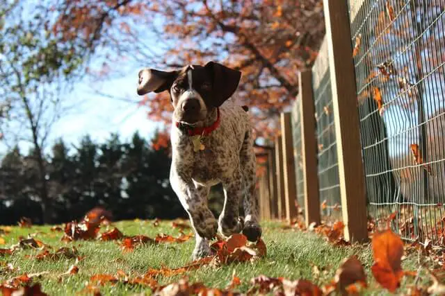 cane da ferma tedesco a pelo corto