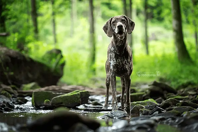 Cane da Ferma Tedesco a pelo corto