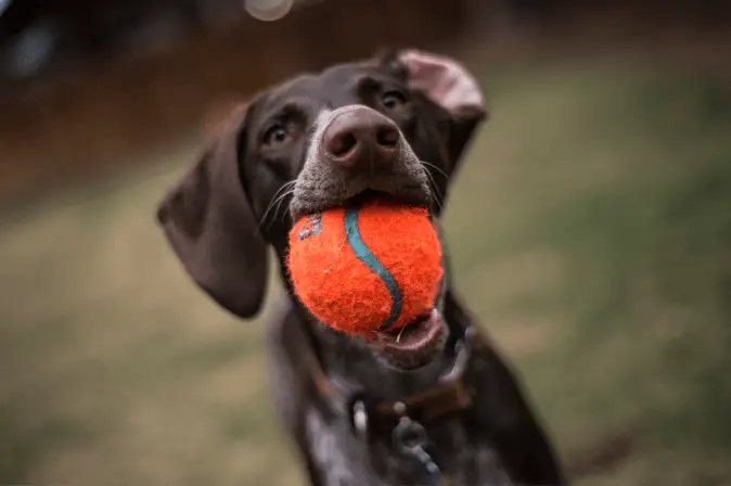 German Shorthaired Pointer