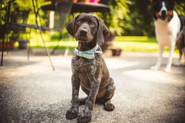 German Shorthaired Pointer