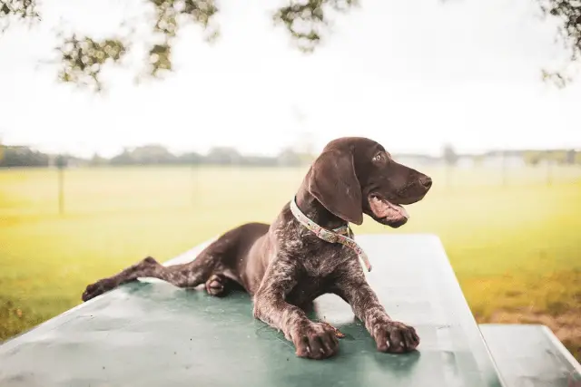 German Shorthaired Pointer