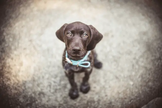 German Shorthaired Pointer