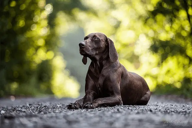 german shorthaired pointer