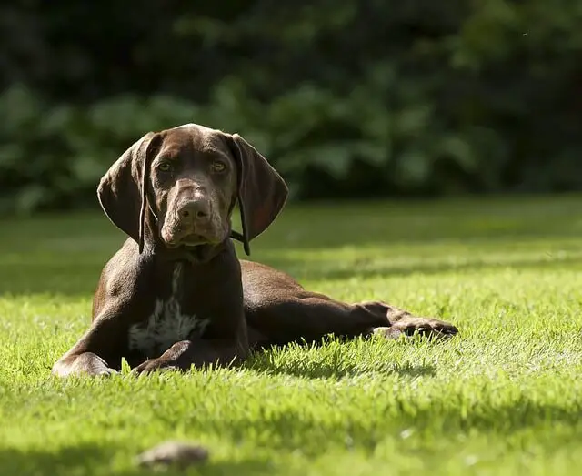 german shorthaired pointer