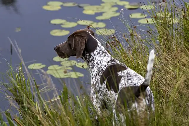 german-shorthaired-pointer near a pond