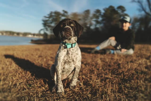 german shorthaied pointer puppy