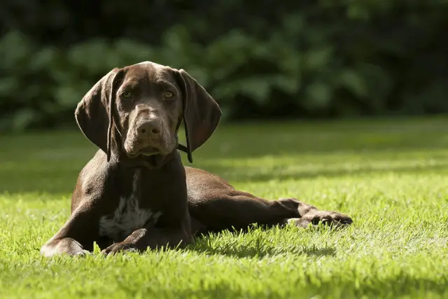 German Shorthaired Pointer