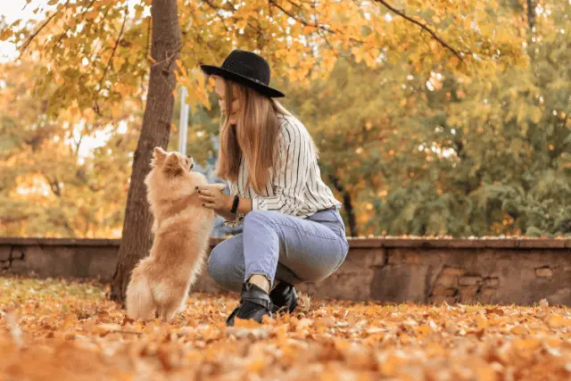 German Spitz