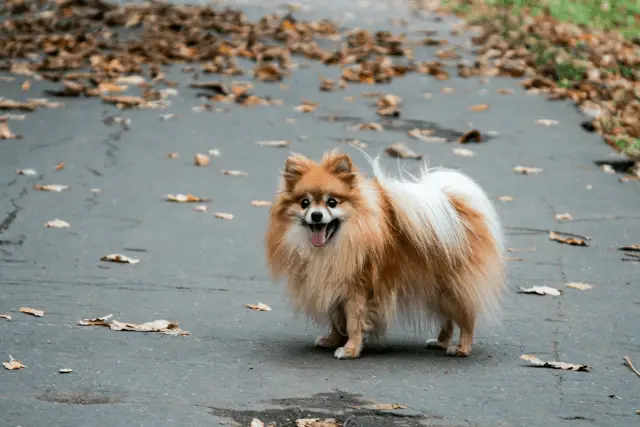 German Spitz