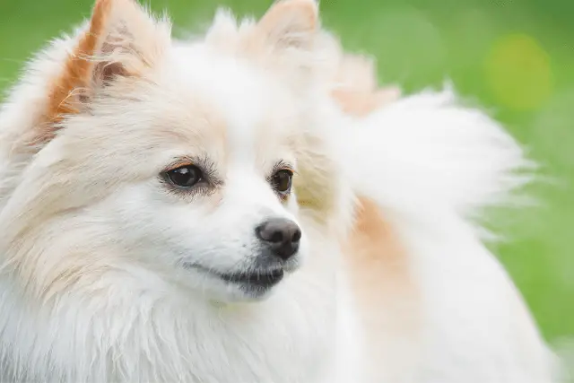 German Spitz