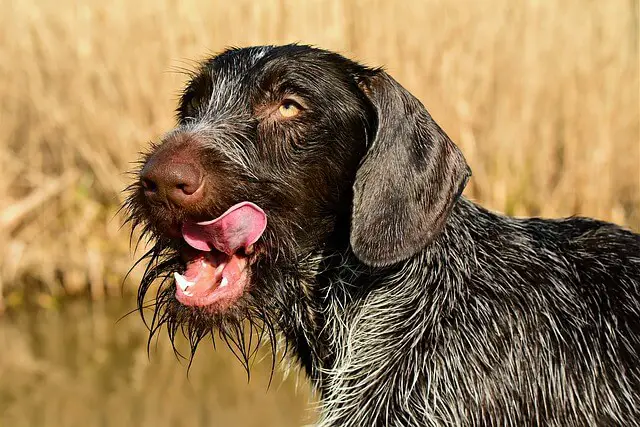 german-wire-haired-pointer licking lips