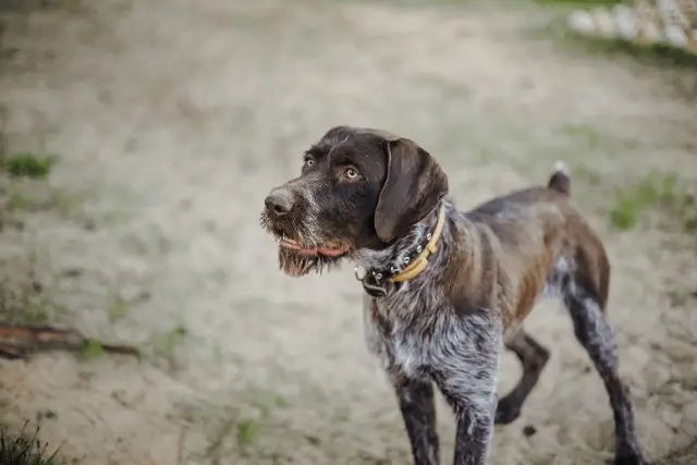 German Wirehaired Pointer