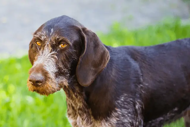 German Wirehaired Pointer