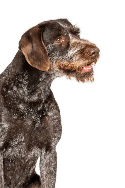 German Wirehaired Pointer