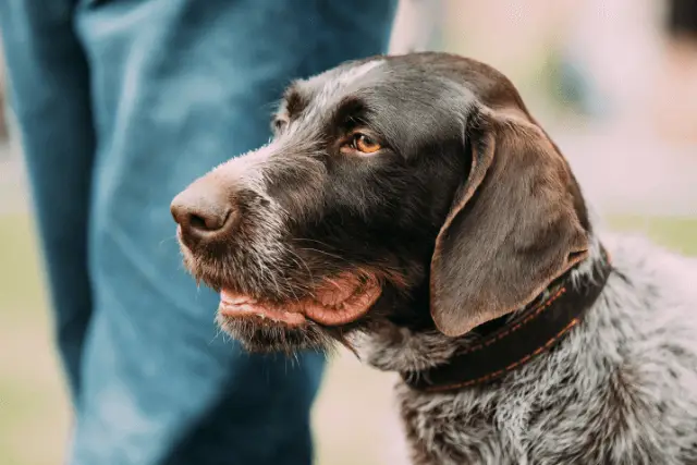 German Wirehaired Pointer