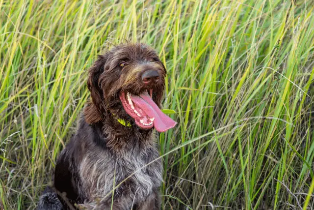 German Wirehaired Pointer