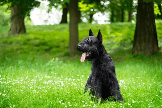 Giant Schnauzer