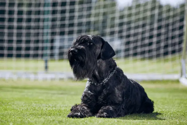 Giant Schnauzer