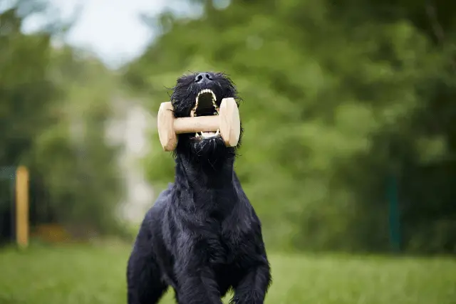 Giant Schnauzer