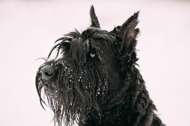 Giant Schnauzer