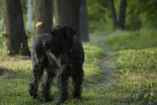 giant schnauzer on guard