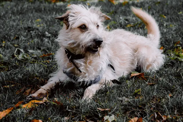 Glen of Imaal Terrier