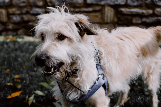 Glen of Imaal Terrier