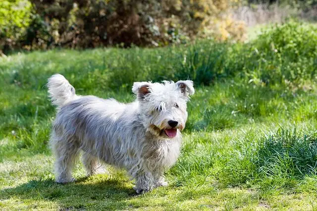 glen of imaal terrier