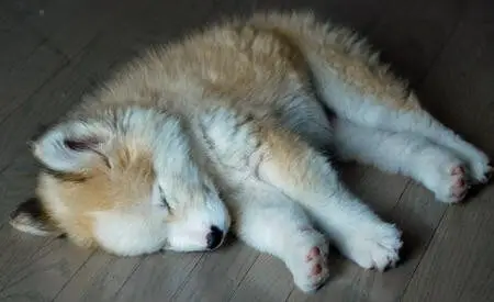 goberian puppy sleeping