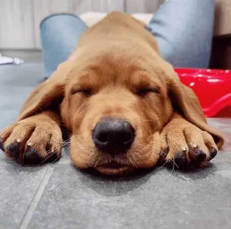 goldador puppy sleeping