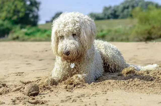 golden doodle on a beach