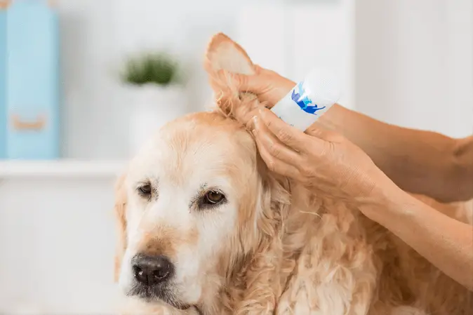 golden ear cleaning