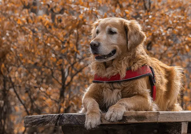 golden guide dog