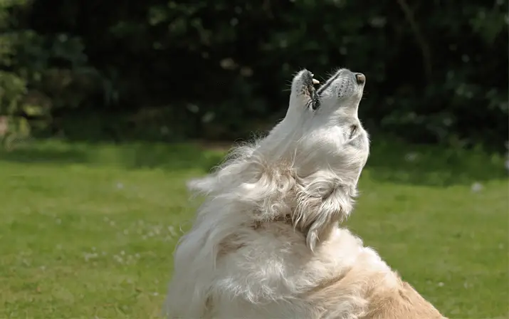 golden howling