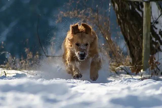 golden na snijegu